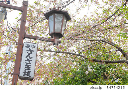 東京都台東区 谷中 三崎坂 さんさきざかの桜 東京都台東区 谷中 三崎坂 さんさきざかの桜 34754216