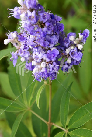 セイヨウニンジンボク セイヨウニンジンボク 34754325