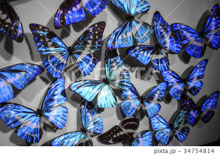 蝶 チョウ 蝴蝶 34754814
