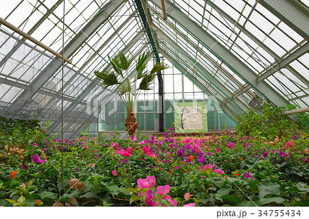 函館市熱帯植物園 ブーゲンビレアの花とワシントンヤシの写真素材