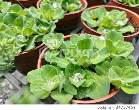 多肉 多肉植物 水泡 34757458