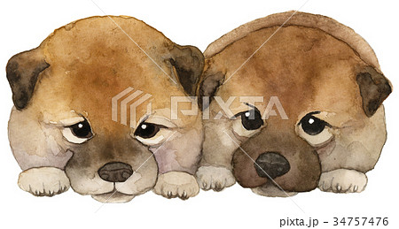 日本犬 子犬 水彩画のイラスト素材