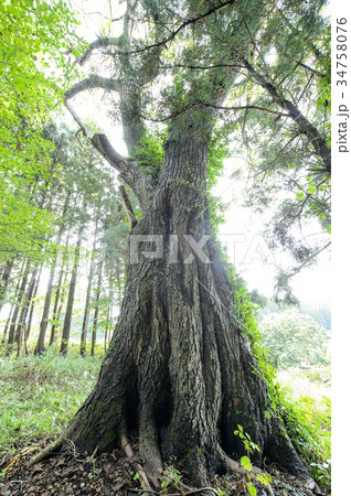 クルミの木　山形県 34758076