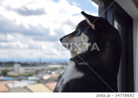 窓際の黒柴 窓際の黒柴 34758682