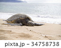 ハワイ(Hawaii)・カメ01 34758738