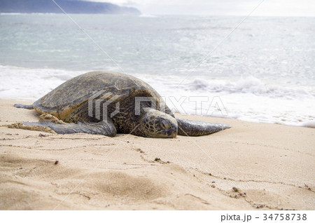ハワイ(Hawaii)・カメ01 34758738