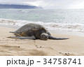 ハワイ(Hawaii)・カメ02 34758741