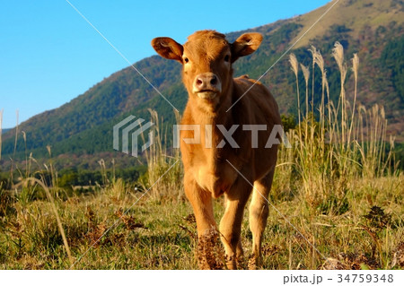 秋の阿蘇、瀬の本高原の子牛（赤牛） 34759348