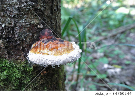 Green forest background with orange mashroom Green forest background with orange mashroom 34760244