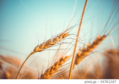 Photo of wheat spikelets, blue sky Photo of wheat spikelets, blue sky 34761287