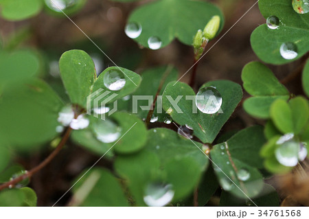 クローバーと雨粒　水滴　雫　しずく　雨 34761568