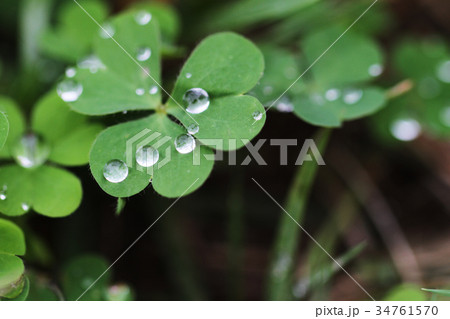 水滴　雫　しずく　雨 34761570