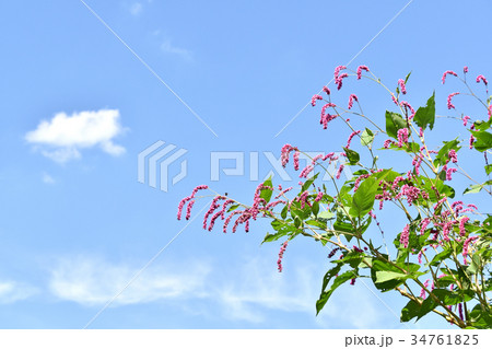 オオケタデ（大毛蓼） 34761825