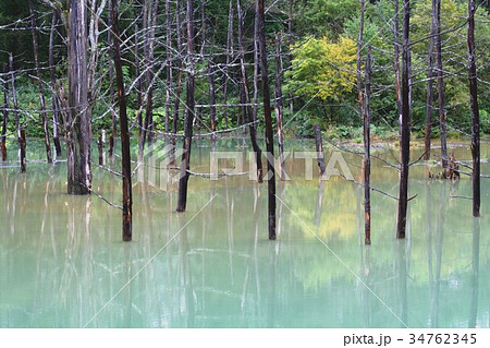 幻想的な光景が広がる深緑に包まれた北海道美瑛町の白金青い池 34762345