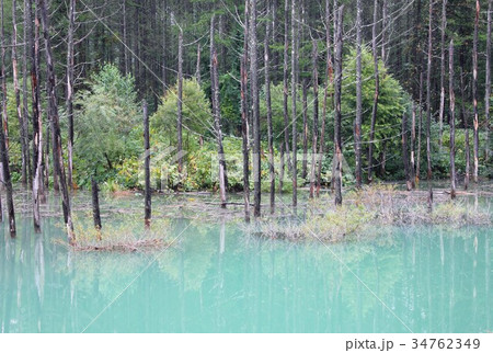 幻想的な光景が広がる深緑に包まれた北海道美瑛町の白金青い池 34762349