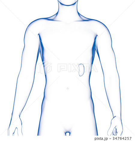 脾臓, メディカル 脾臓, メディカル 34764257