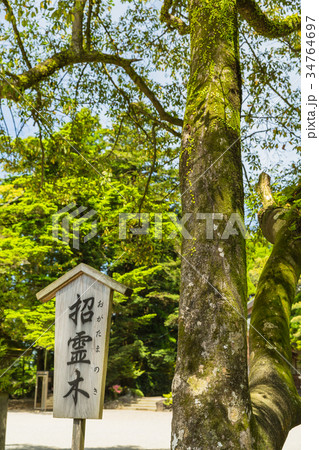鹿児島　霧島神宮 34764697