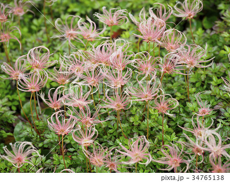 秋のチングルマ 34765138