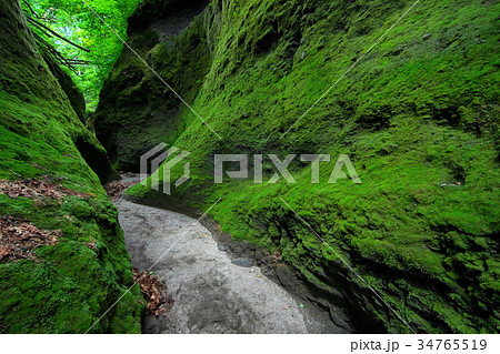 苔の回廊 苔の回廊 34765519
