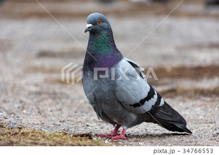 Dove pigeon bird Dove pigeon bird 34766553