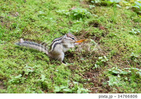 シマリス 34766806
