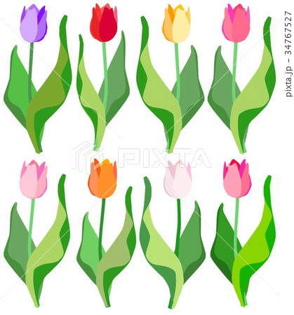 色違いチューリップセットのイラスト素材 [34767527] - PIXTA