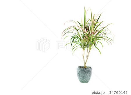 green potted plant, trees in the pot isolated 34769145