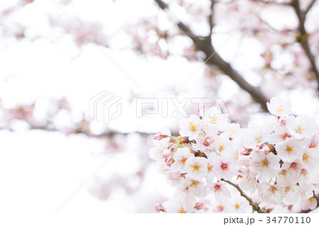 桜の画像素材 そめいよしの ソメイヨシノ 染井吉野 さくら クローズアップ 接写 コピースペース 桜の画像素材 そめいよしの ソメイヨシノ 染井吉野 さくら クローズアップ 接写 コピースペース 34770110