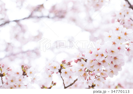 桜の画像素材　そめいよしの　ソメイヨシノ　染井吉野　さくら　クローズアップ　接写　コピースペース 34770113