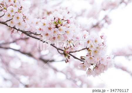 桜の画像素材 そめいよしの ソメイヨシノ 染井吉野 さくら クローズアップ 接写 コピースペースの写真素材