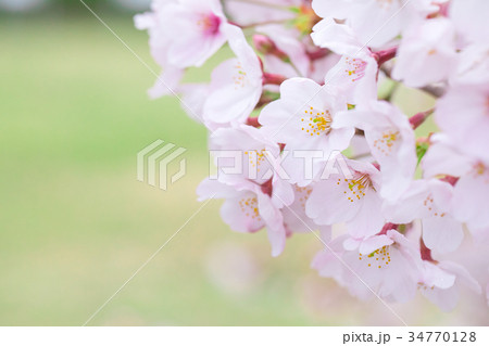 桜の画像素材　そめいよしの　ソメイヨシノ　染井吉野　さくら　クローズアップ　接写　コピースペース 34770128
