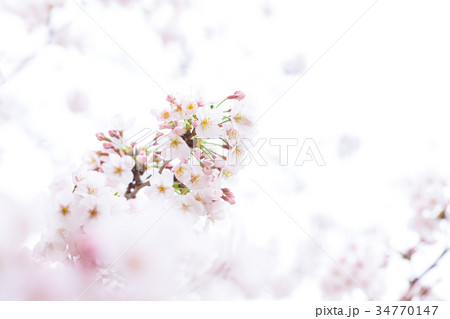 桜の画像素材 そめいよしの ソメイヨシノ 染井吉野 さくら クローズアップ 接写 コピースペース 桜の画像素材 そめいよしの ソメイヨシノ 染井吉野 さくら クローズアップ 接写 コピースペース 34770147