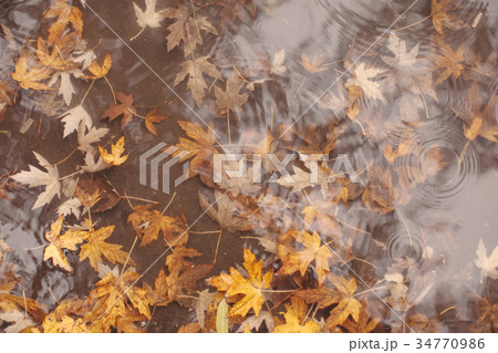 Maple leaves in water Maple leaves in water 34770986