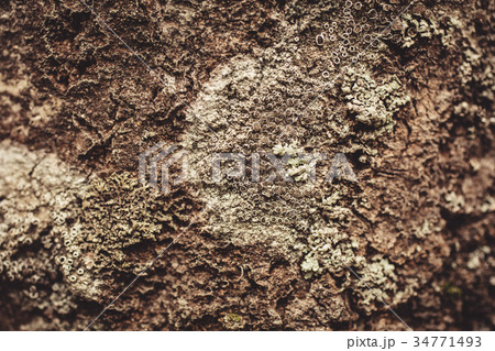 Lichen on tree bark 34771493