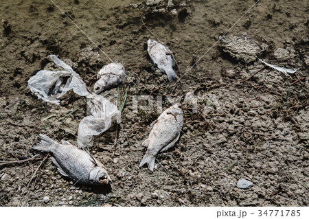 Dead fish on the pond. 34771785