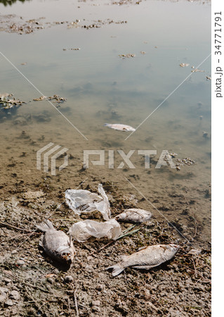 Dead fish on the pond. Dead fish on the pond. 34771791