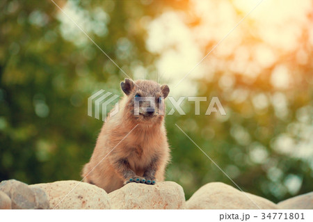 Rock hyrax walking on the stone 34771801