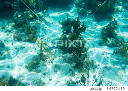 Underwater photography of the Caribbean Sea Underwater photography of the Caribbean Sea 34772119