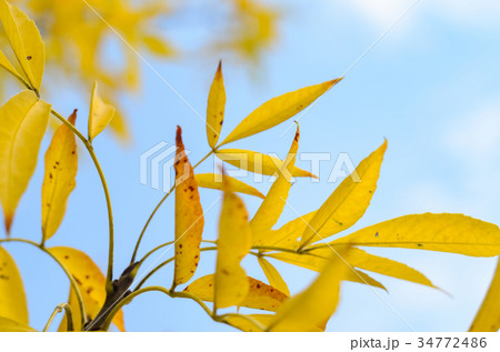 Abstract autumn background 34772486
