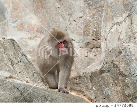 ニホンザル 34773099