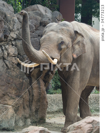 アジアゾウ 34773213