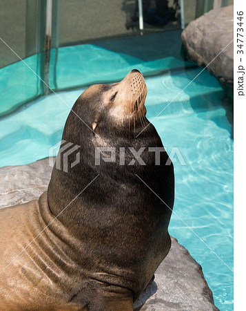 カリフォルニアアシカ カリフォルニアアシカ 34773446