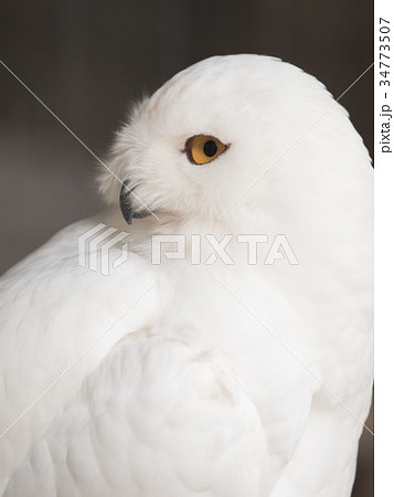 シロフクロウ 34773507