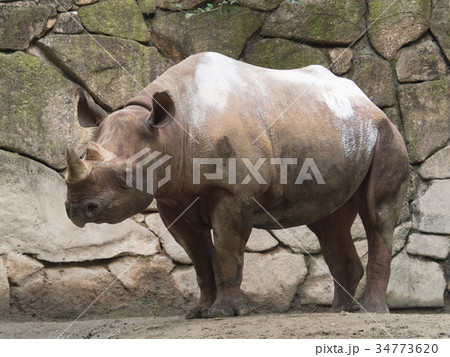 ヒガシクロサイ 34773620