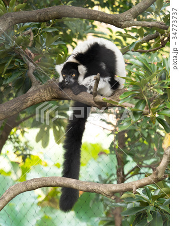 クロシロエリマキキツネザル 34773737