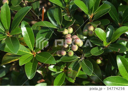 シャリンバイの実 シャリンバイの実 34774256