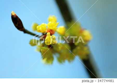 ダンコウバイ02 ダンコウバイ02 34774481