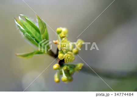 クロモジ02 34774484