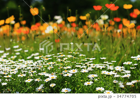 クリサンセマム3410 34774705