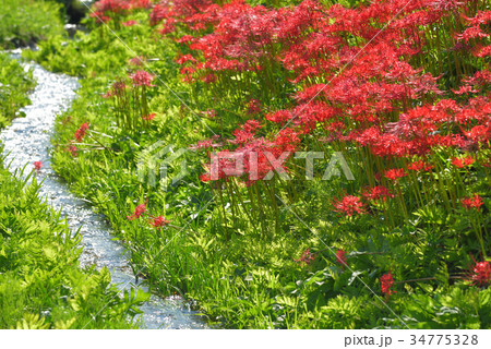 水辺に咲く彼岸花 栃木県那須町簑沢彼岸花公園の写真素材